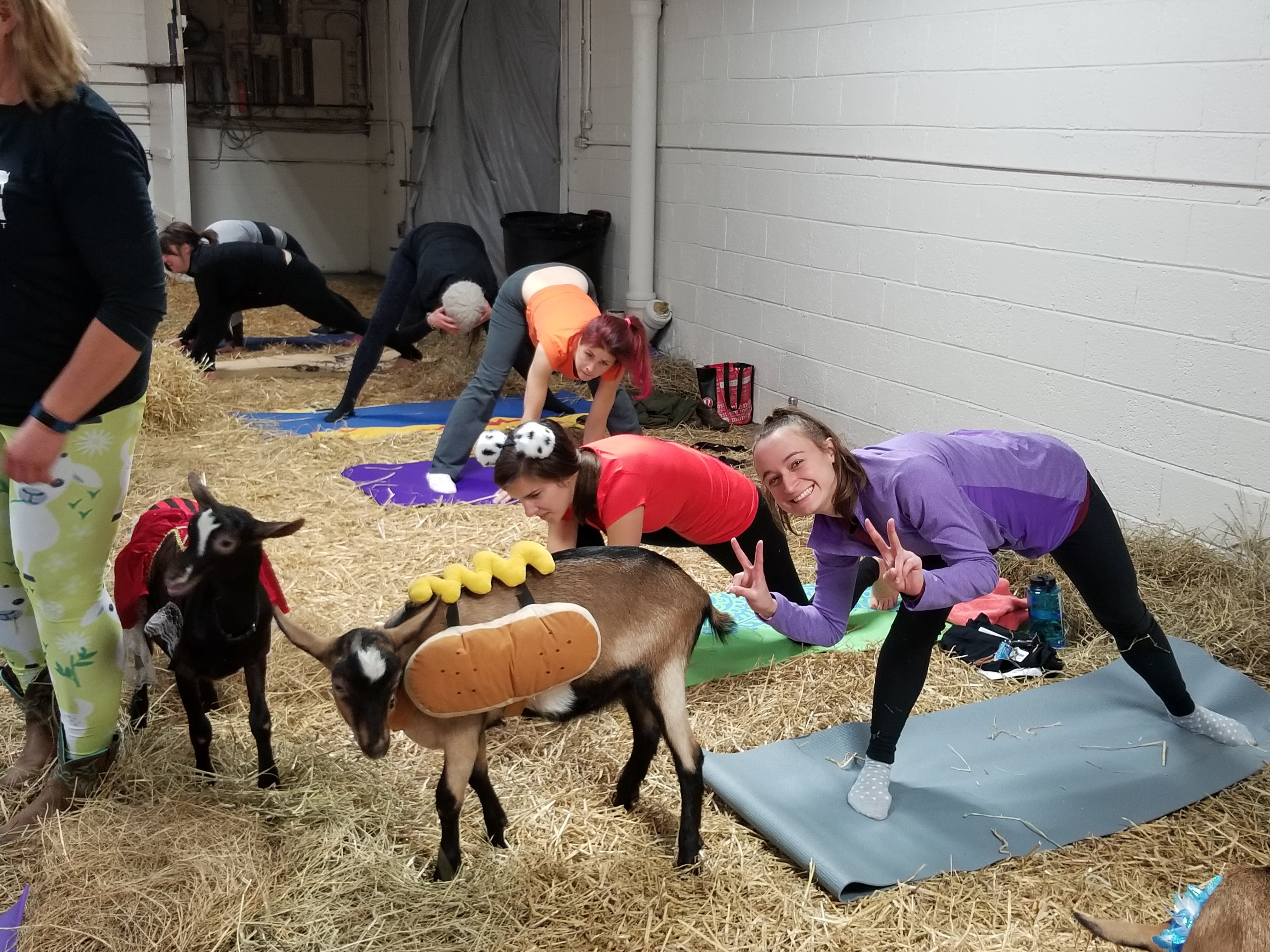 Qodex_Goat Yoga3