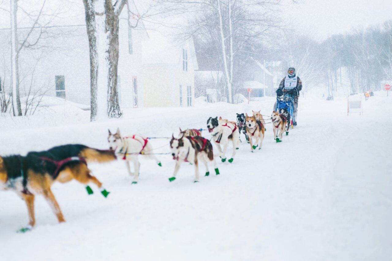 UP200 dog mushing - MEDC