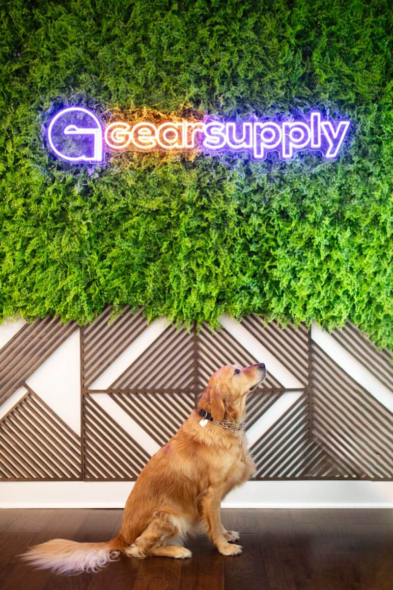 gearsupply - office dog (1)