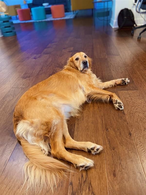 gearsupply office dog - jolene